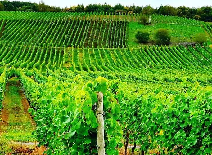 Elegant With Direct River View, Balcony And Parking In * Bernkastel-Kues